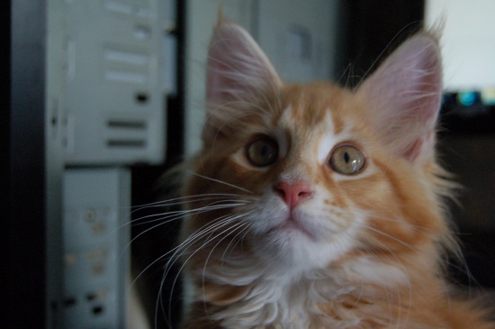 Wyjątkowe rude koteczki Maine Coon z rodowodem FPL